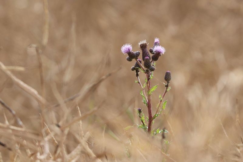 Distelpflanze